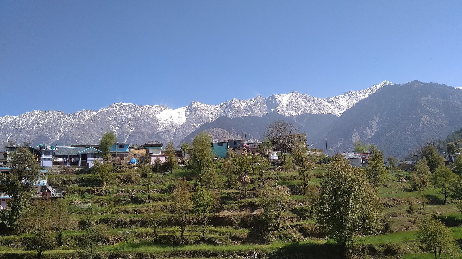 Naddi village houses and terraced fields with the snow-capped Dhauladhar range behind